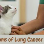 Symptoms of Lung Cancer in Cats