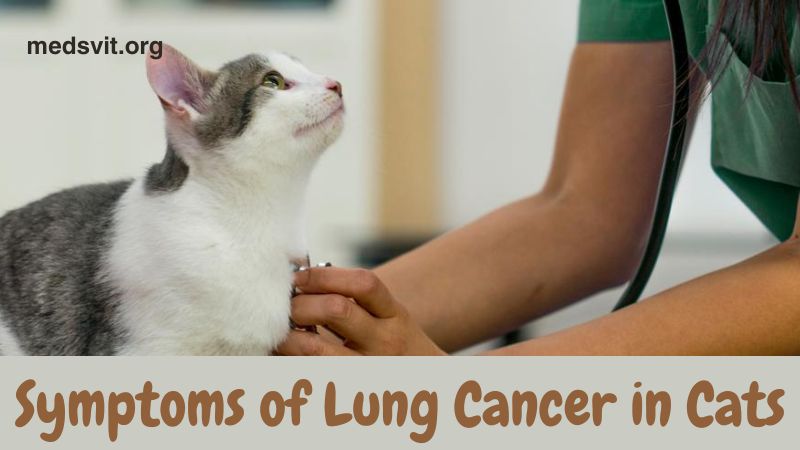 Understanding the Symptoms of Lung Cancer in Cats: Recognizing the Signs of Feline Respiratory Illness