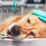 What Causes Lung Cancer in Dogs?